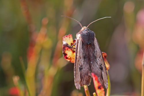 Xylena vetusta